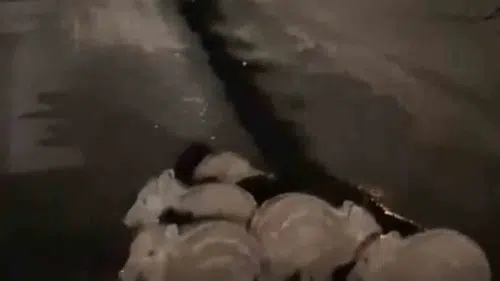 Elazığ yollarında gece yürüyüşü yapan yavru domuzlar kameraya yansıdı
