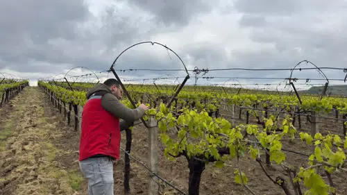 Sarıgöl bağlarında sıcaklık nöbeti başladı