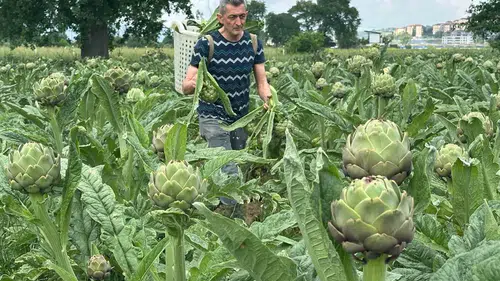 Hasanağa enginarında sezon açıldı fiyatlar belli oldu