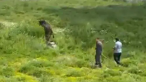 Keçiören sokaklarında kurbanlık boğa paniği yaşandı