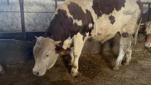 Karslı besicinin göz bebeği 600 kiloluk Varto alıcısını bekliyor
