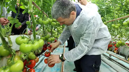 Vali Aktaş Sandıklı’da domates topladı