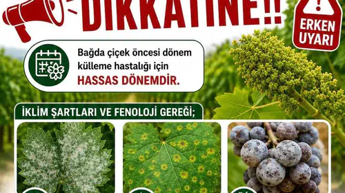 Sarıgöllü üzüm üreticilerine kritik ilaçlama uyarısı geldi