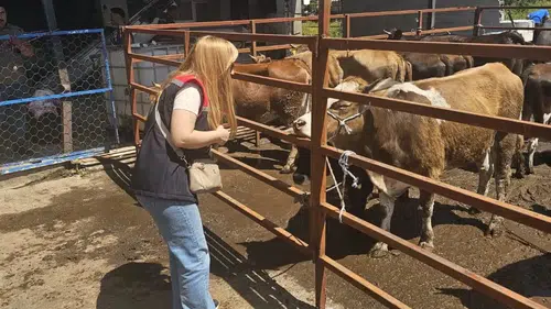 Aydın genelinde kurbanlıklar için sıkı denetim dönemi
