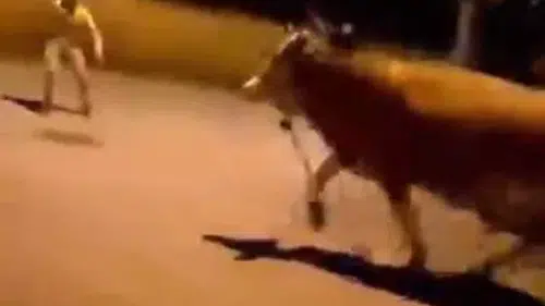 Bursa sokaklarını birbirine katan kaçak dana yakalandı