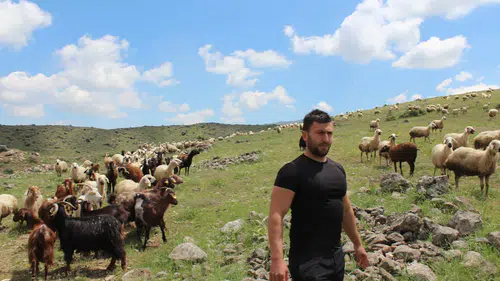 Uzman çavuşluğu bıraktı, Aksaray yaylalarında sürü patronu oldu