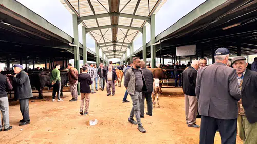 Tavşanlı kurban pazarında son dakika telaşı