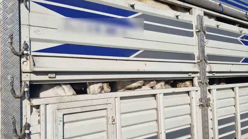 TEM Otoyolu’nda kaçak kurbanlık baskını