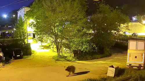 Gümüşhane sokaklarında akşam mesaisi yapan ayı paniğe neden oldu