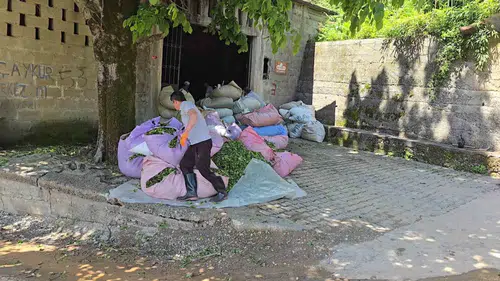 Rize’de çay hasadı 900 tonluk başlangıçla resmen başladı