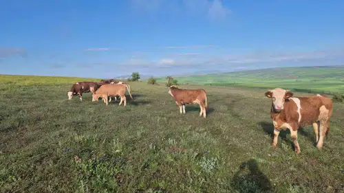 Yozgat'ta kaybolan 7 büyükbaş hayvanı dronla buldular