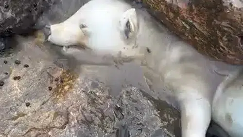 Karasu kıyısında bulunan beyaz canlı herkesi şaşırttı