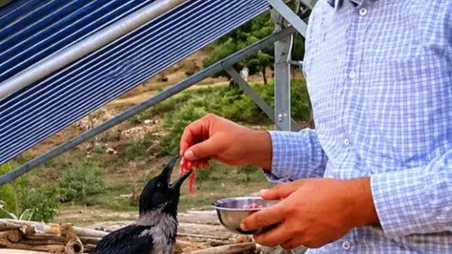 Tarlada bulduğu yaralı kargaya şefkat eli uzattı