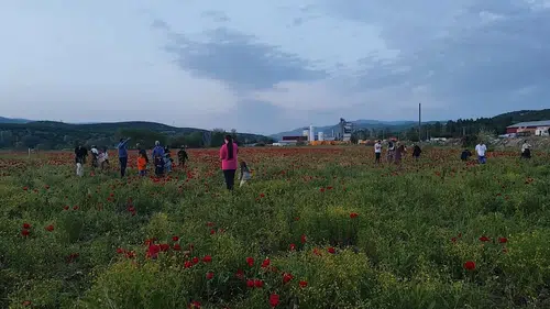 Bingöl yolundaki kırmızı çiçek denizi sürücüleri yoldan çıkardı