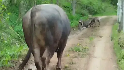 Artvin ormanlarında iki karacanın sıra dışı kavgası kameraya yansıdı