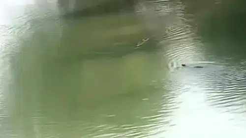 Dicle Nehri’nin nadir misafirleri kameralara yakalandı