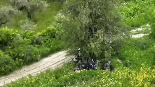 Hatay sınırında ağaç altındaki göçmenleri dron kamerası ele verdi