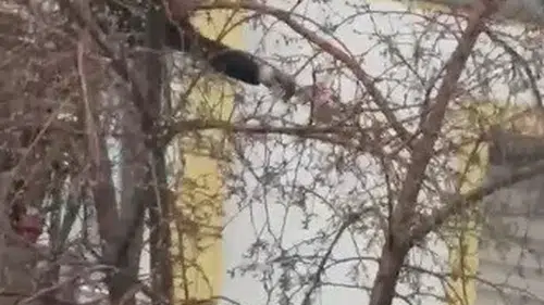Sarıkamış’ta ağaçta mahsur kalan güvercini itfaiye kurtardı