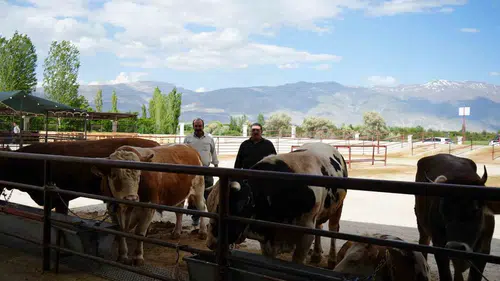 Erzincan hayvan pazarında bayram pazarlığı mesaisi başladı