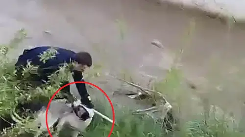 İtfaiyeci ısıran köpeği kurtarmak için pes etmedi