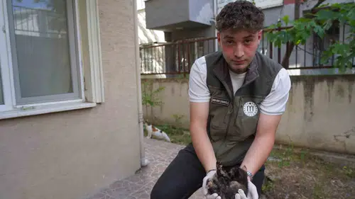 Bilecik sokaklarında mazgala düşen yavrulara belediye müdahalesi