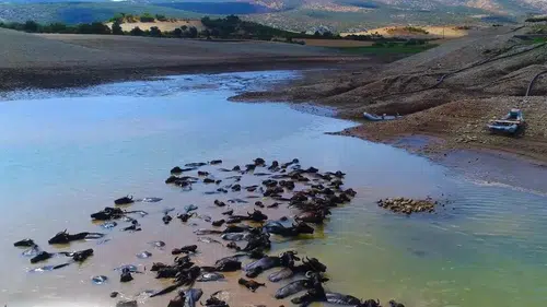 Diyarbakır manda yetiştiriciliğinde yeni bir döneme girdi