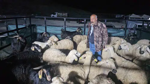 Elazığ kurban pazarında besicilerin zorlu 24 saatlik nöbeti