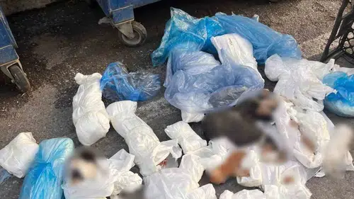 İzmir’de çöpe atılan 33 kediyle ilgili veteriner mahkemeye çıkarıldı