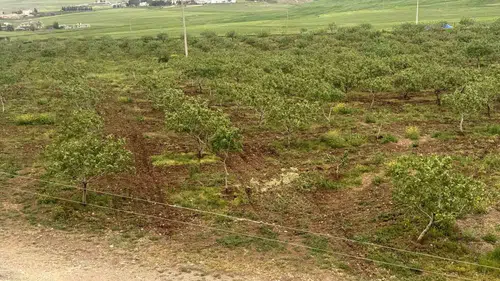 Siirt fıstığında verim artışı yüzleri güldürüyor