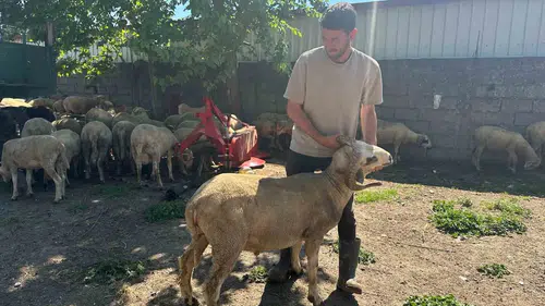 Kurban alışverişinde köylüden doğrudan alım dönemi