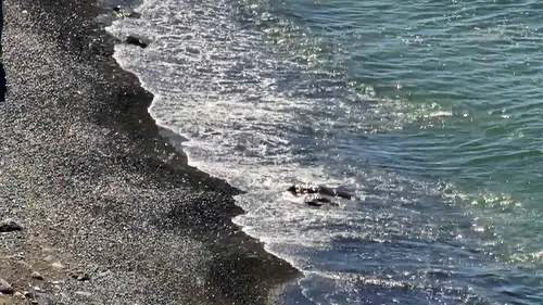 Zonguldak sahilinde ceset alarmı gerçek çıkmadı
