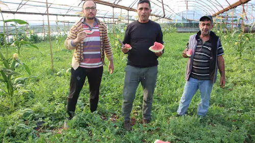 Kumluca’da pembe karpuz dönemi başladı
