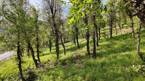 Şırnak’ta asırlık ormanları tırtıllar kurutuyor