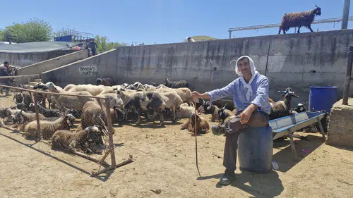 Diyarbakır hayvan pazarında bayramın ilk günü hareketliliği