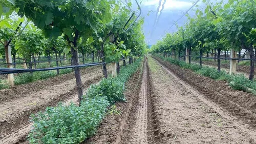 Sultaniye üzümünde hasat heyecanı başladı