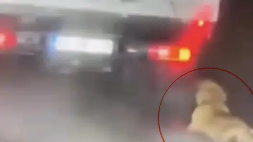 Samsun'da köpeği aracın arkasında sürükleyen sürücü serbest bırakıldı