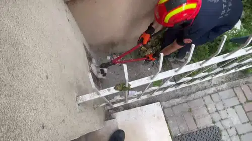 Avcılar'da iki kedinin zorlu kurtarılma operasyonu