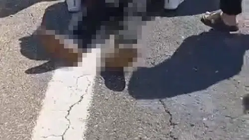 Şanlıurfa yolunda kurbanlık taşıyan kamyonet devrildi