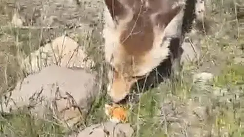 Bitlis kırsalında piknik yapan vatandaşa aç tilki sürprizi
