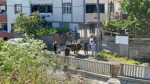 Esenyurt sokaklarında kaçak kurban kesimine zabıta engeli