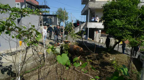 Rize’de kurbanlık boğa elden kaçınca ortalık karıştı