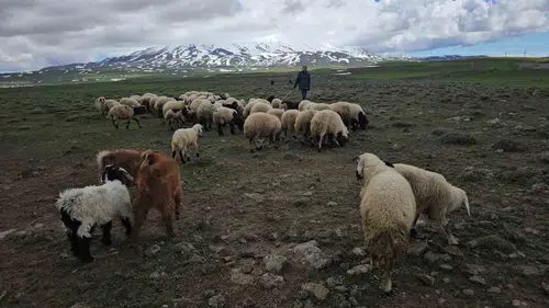 Adilcevaz’da yayla göçü başladı