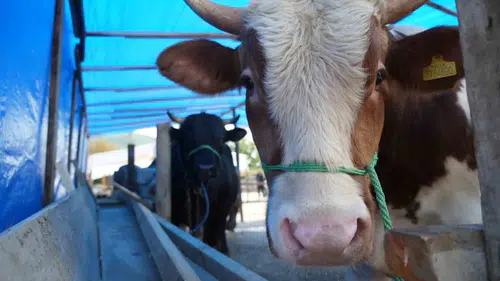 Kurban etinde gördüğünüz bu işaretlere sakın dokunmayın