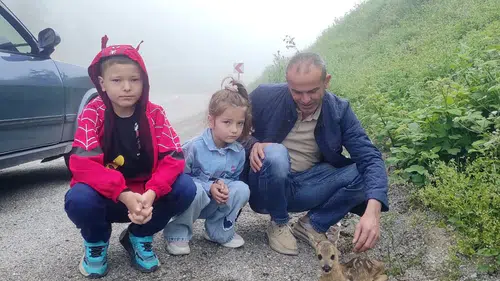 Kastamonu yolunda yaralı bulunan yavru karacaya vatandaş yardımı