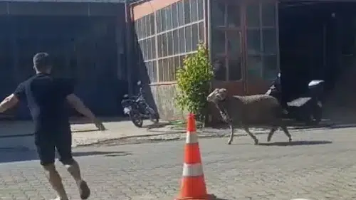 Gelibolu sanayisinde kurbanlık koç kovalamacası