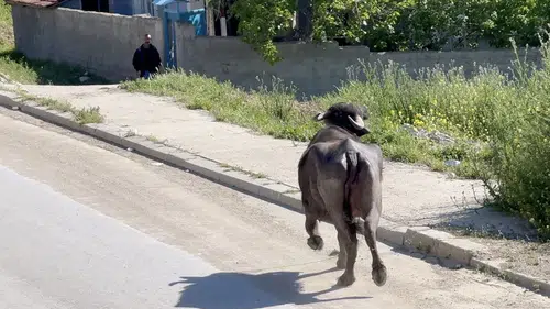 Çorumda kurbanlık paniği sahibi bodruma sığındı