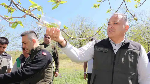 Aydın kestanesini kurtarmak için doğaya binlerce böcek salındı