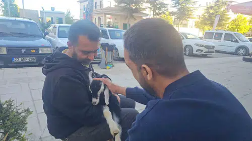 Elazığ’da bir marketin sevimli ziyaretçisi Zeytin herkesin neşe kaynağı oldu