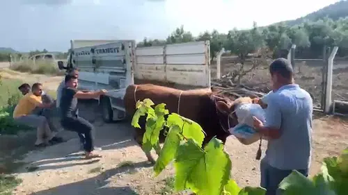 Mudanya'da kurbanlık boğa paniği kameraya yansıdı