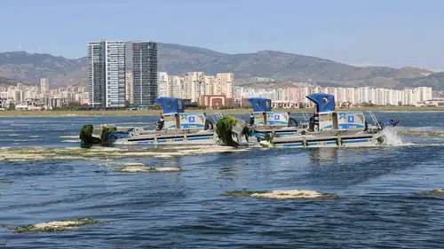 İzmir Körfezi’nde yeşil alarm Deniz marulları temizleniyor